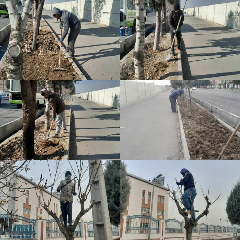ادامه عملیات هرس زمستانه درختان سطح شهر مشکین دشت