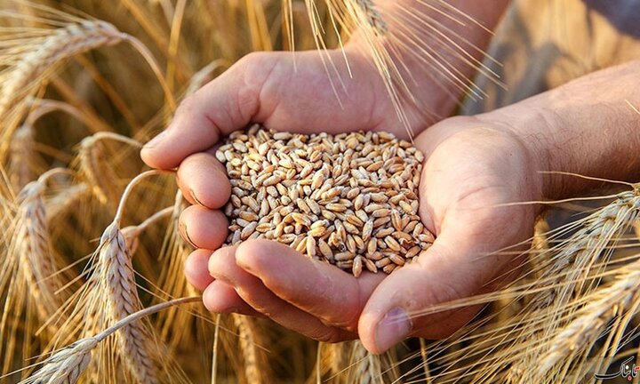 قیمت گندم شمشیر دولبه