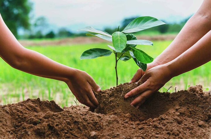 استفاده از ظرفیت دانش‌بنیان‌ها برای کاشت یک میلیارد درخت