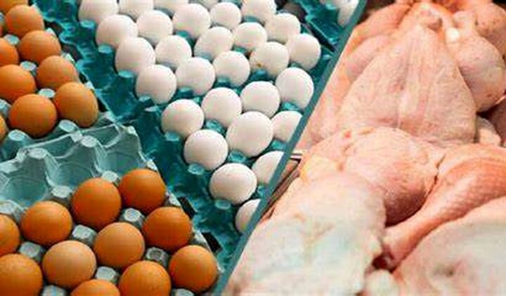 گرما نرخ تخم مرغ را کاهش داد