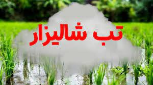 وضعیت بروز بیماری «تب شالیزار»