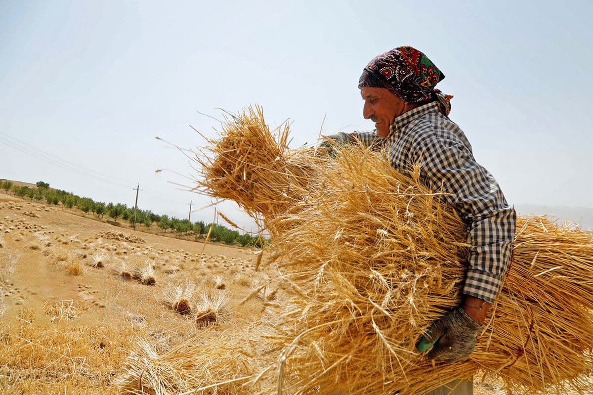 امروز و فردا کردن پرداخت مطالبات گندم کاران