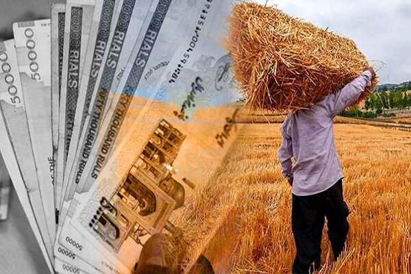 ۱۰۰درصد پول گندم کاران مناطق گرمسیر پرداخت شد