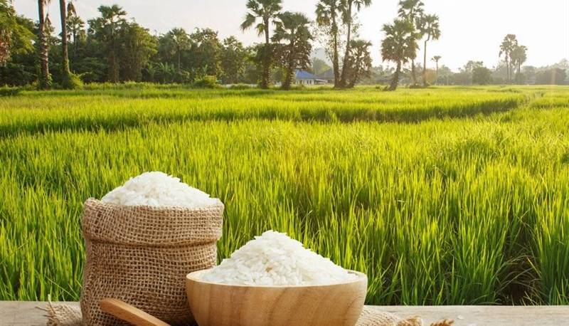 ممنوعیت واردات و توزیع برنج خارجی با وجود برنج در انبارهای کشاورزان