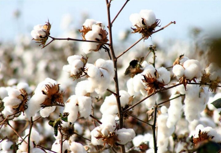 خودکفایی در تولید پنبه با کمک اجرای سیاست‌های حمایتی دولت