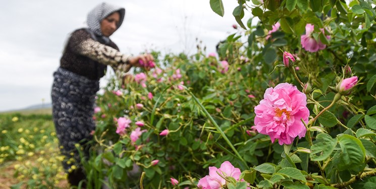 صادرات ۲ میلیون لیتر اسانس گل محمدی به ۹ کشور