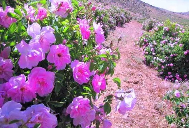 رتبه نخست تولید طلای معطر به ایران اختصاص یافت