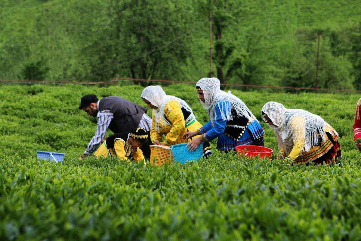 ۸۴ هزار تن برگ سبز چای از چای‌کاران خریداری شد