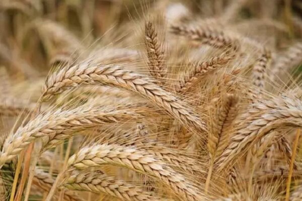 خرید تضمینی گندم تا امروز چقدر است؟