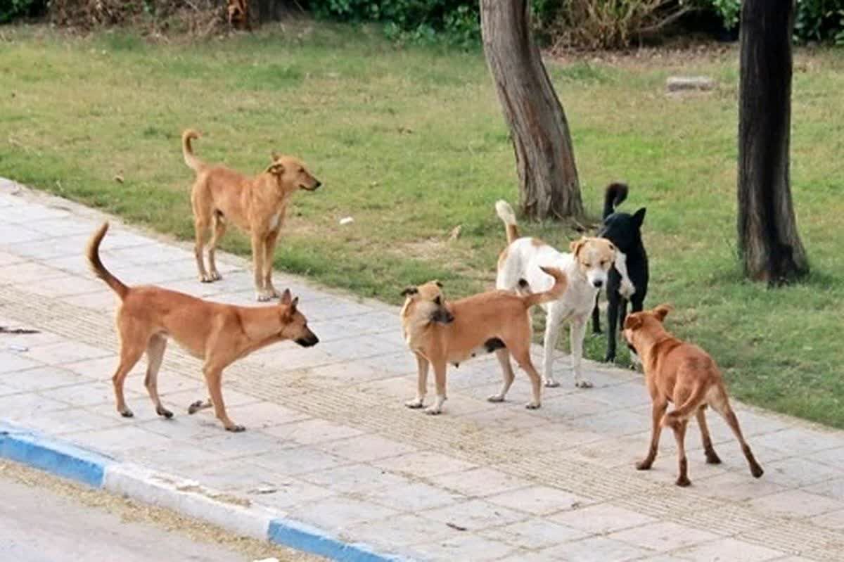 حسین اصفهانی خبرداد: سگ های بلاصاحب روزانه زنده گیری و جمع آوری می شوند