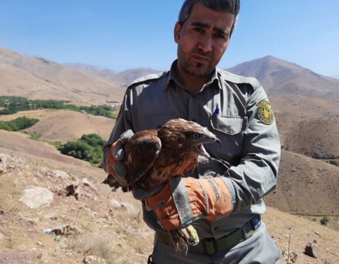 نجات و بازگشت عقاب سارگپه به طبیعت