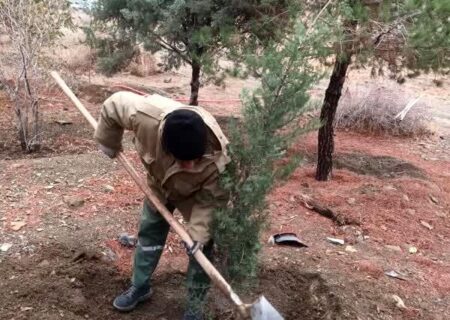 کاشت بیش از 2000 اصله نهال در جنگل کاری کلاک و خلج آباد