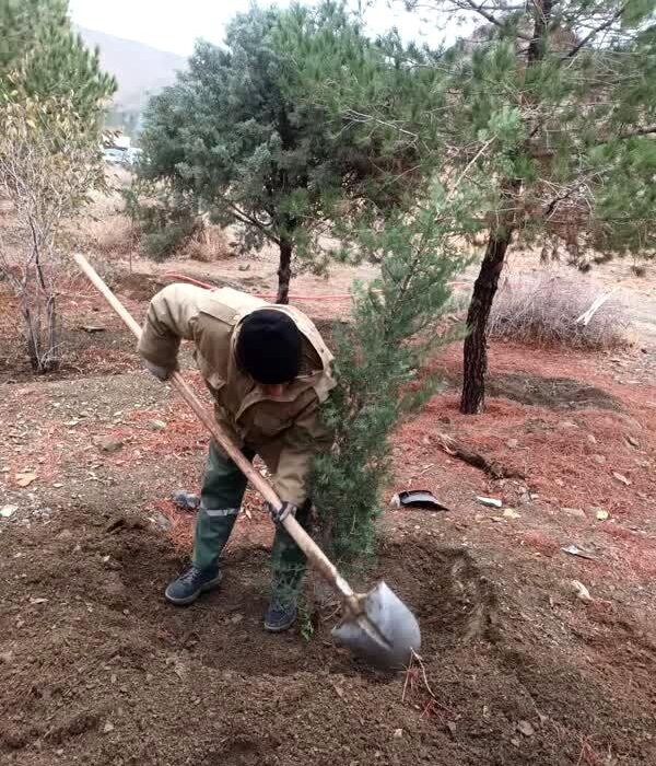 کاشت بیش از 2000 اصله نهال در جنگل کاری کلاک و خلج آباد