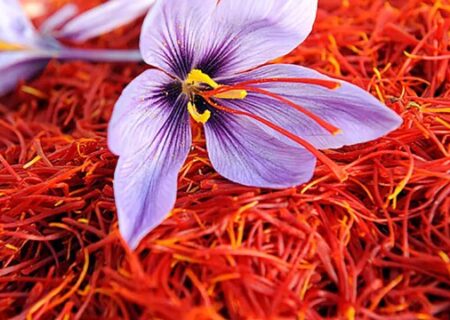 کشف ۵۷ کیلو زعفران تقلبی در طرقبه و شاندیز