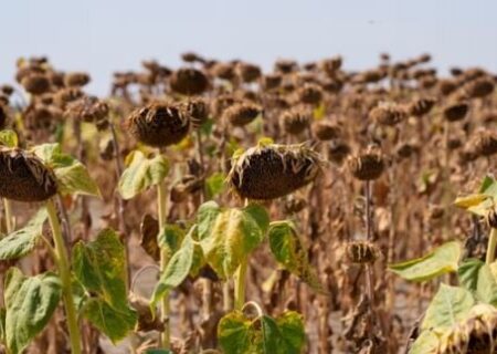 یک دهه گرمای مرگبار در جهان؛ ۲۰۲۴ گرم‌ترین سال ثبت شده تاکنون