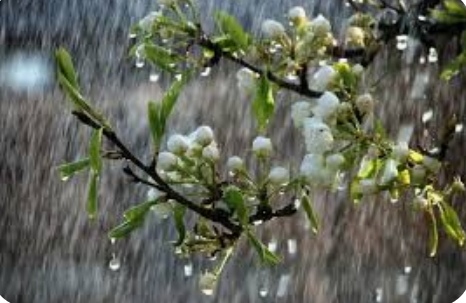 رگبار باران و وزش باد شدید در برخی نقاط کشور