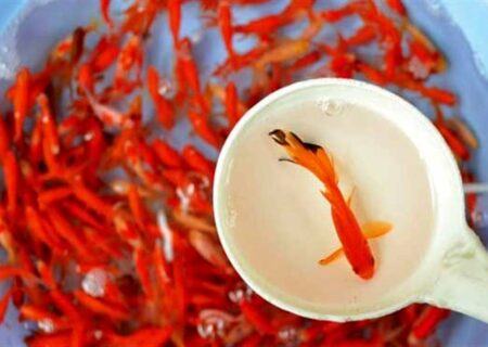 ماهی قرمز و نوروز ایرانی؛ از نماد تا فرصت‌های تجاری