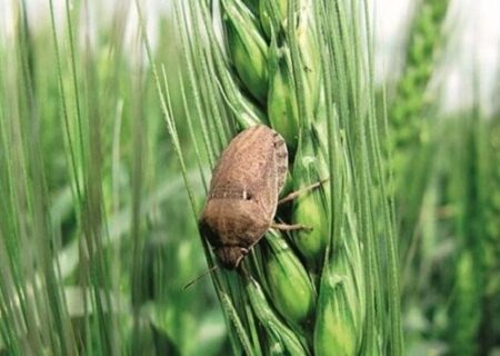 طغیان آفت سن غلات در ایلام