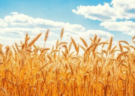 بی نتیجه ماندن درخواست کشاورزان برای بازنگری قیمت گندم؛ نرخ‌ خرید تضمینی تغییر نمی‌کند