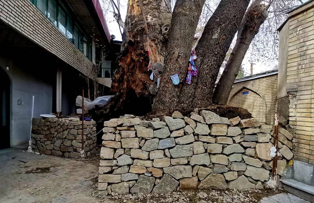 پیشرفت ۷۰ درصدی عملیات حفاظت از چنارهای کهنسال مسجد جامع برغان