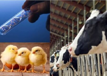 افزایش اثربخشی خوراک دام و طیور با نسل سوم مکمل‌های نانویی