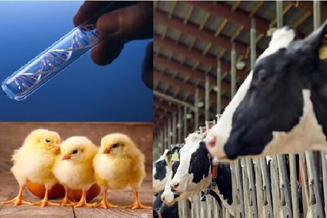 افزایش اثربخشی خوراک دام و طیور با نسل سوم مکملهای نانویی