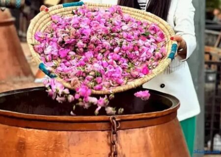 برگزاری جشنواره گلاب‌گیری در کرج / اجرای گلاب گیری زنده