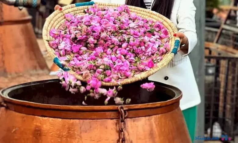 برگزاری جشنواره گلابگیری در کرج / اجرای گلاب گیری زنده