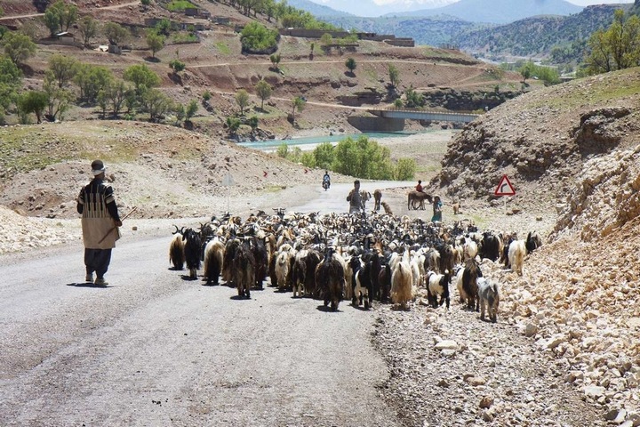 مسدودیت ۲۴ ساعته جاده چالوس برای کوچ فصلی عشایر