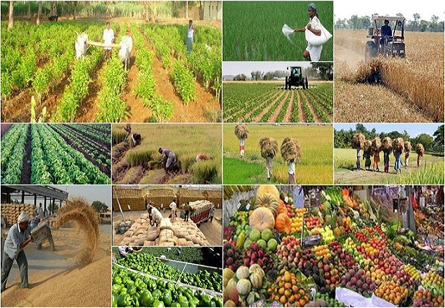 ارتقای کیفیت صادراتی محصولات کشاورزی با ساشههای نانویی ایرانی