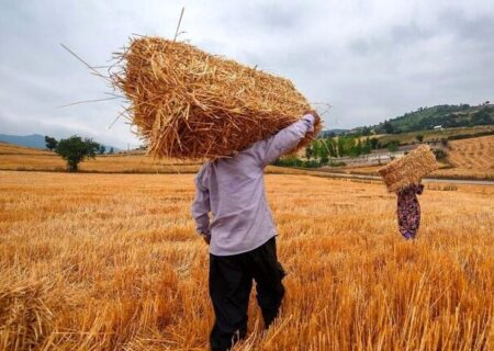 کمیته تخصصی برای توافق قیمت گندم سه‌شنبه تشکیل می‌شود