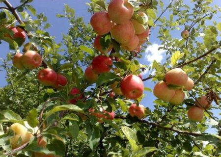 پیش‌بینی برداشت بیش از ۵۱ هزار تُن انواع محصولات باغی در رزن
