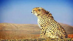 بقای یوز در گرو تامین منابع مالی و انسانی است