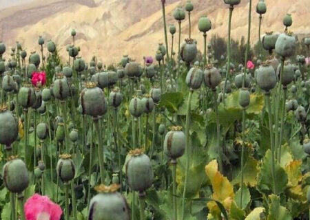 لزوم بازگشت به کشت قانونی خشخاش برای تولید دارو