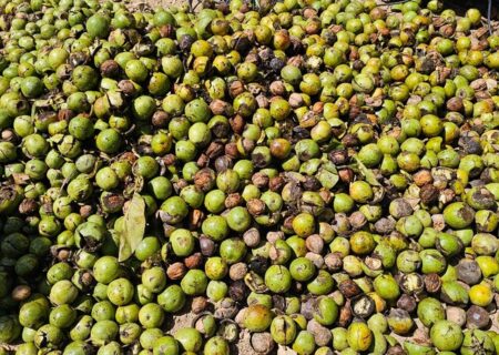 بازدهی صنایع تبدیلی گردو در تویسرکان راضی‌کننده نیست