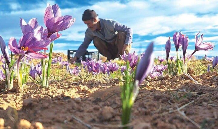 زعفران در بورس، کشاورز در بنبست؛ طلای سرخ در دوراهی صادرات و فرآوری