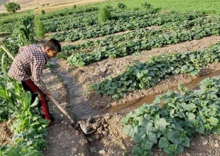 نفس‌های آخر کشاورزی سنتی ایلام؛ وقت اصلاح فرا رسیده است