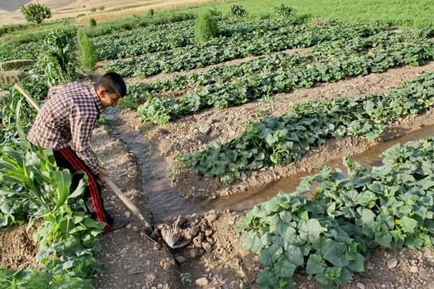 نفس‌های آخر کشاورزی سنتی ایلام؛ وقت اصلاح فرا رسیده است