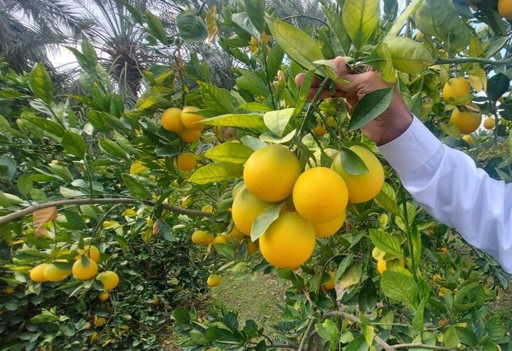 افزایش هزینه‌های تولید روند صادرات مرکبات را کند کرده است