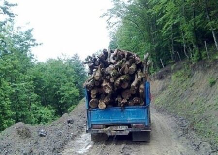 زنگ خطر برای آینده منابع طبیعی؛ طمع قاچاقچیان چوب بیشتر شده است