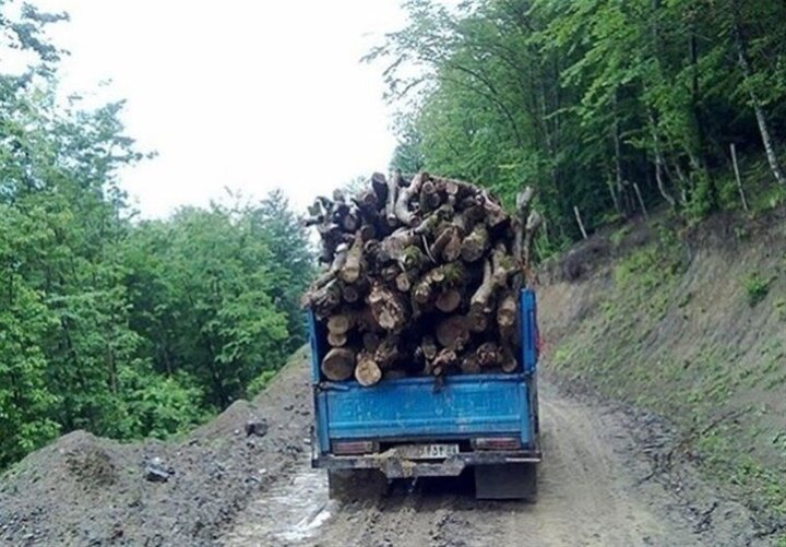 زنگ خطر برای آینده منابع طبیعی؛ طمع قاچاقچیان چوب بیشتر شده است