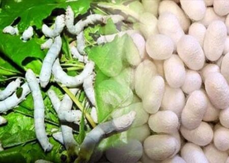 صنعت ابریشم در خراسان شمالی از پیله درآمد