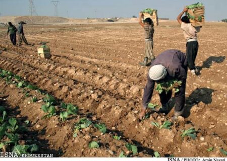 پیشرفت ۸۰ درصدی کشت گندم آبی در خوزستان