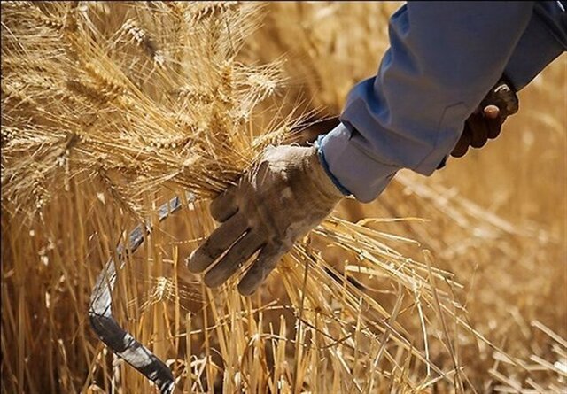 قیمت گندم بدون تعیین تکلیف نان نهایی نمیشود