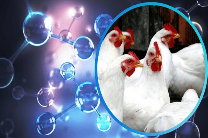 امگا ۳، راهحلی برای کاهش استرس پرورش متراکم در جوجههای گوشتی