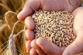 قیمت گندم نباید کمتر از ۵۰ هزار تومان در هر کیلوگرم باشد