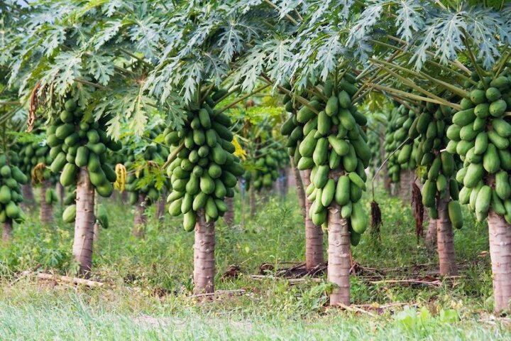 فعالیت نخستین گلخانه تخصصی «پاپایا» شمال کشور در بابل