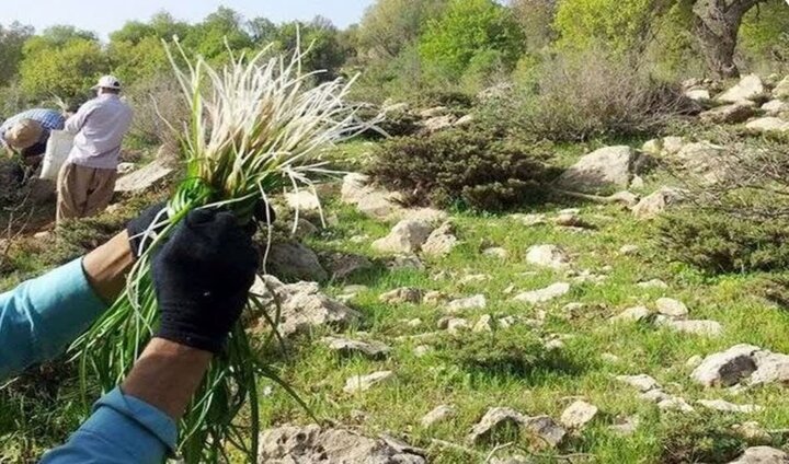 ممنوعیت برداشت گیاهان دارویی در تهران؛ هشدار منابع طبیعی به متخلفان