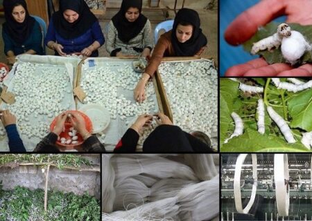 آغاز فصل نو نوغانداری در مازندران