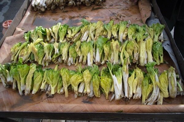 «کلوس»؛ گیاه گرانبهای برفزاد چهارمحالوبختیاری